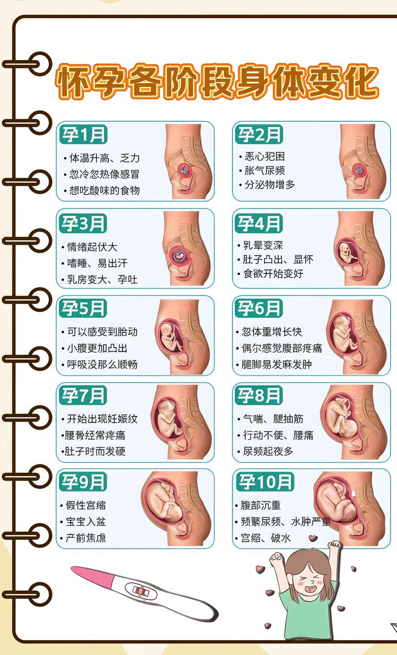 揭秘供卵代孕妈妈怀孕小腹分两节,孕期变化的奥秘河北代生机构: